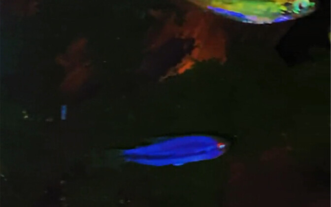 The right way to enjoy Electric Venom—watch the ending!