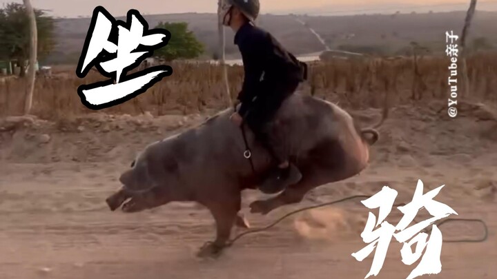 Chàng trai, cậu hơi có gan đấy👏