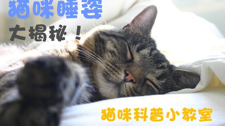 【Sains Populer】Misteri Posisi Tidur Kucing Terungkap! Pelajari Cara Membaca Bahasa Tubuh Kucing, Ter