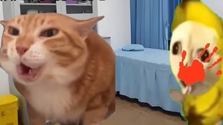 When I went to the anorectal department to see a doctor #againstthesky #explosion #funny #catmeme