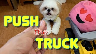 Cute Shih Tzu Puppy Knows How To Push His Truck On Command (Funny Dog Video)