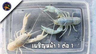 กุ้งมาแล้วจ๊าผสมเดสทรัคเตอร์ไซต์4.5นิ้วแบบ1ต่อ1สไตล์krattv