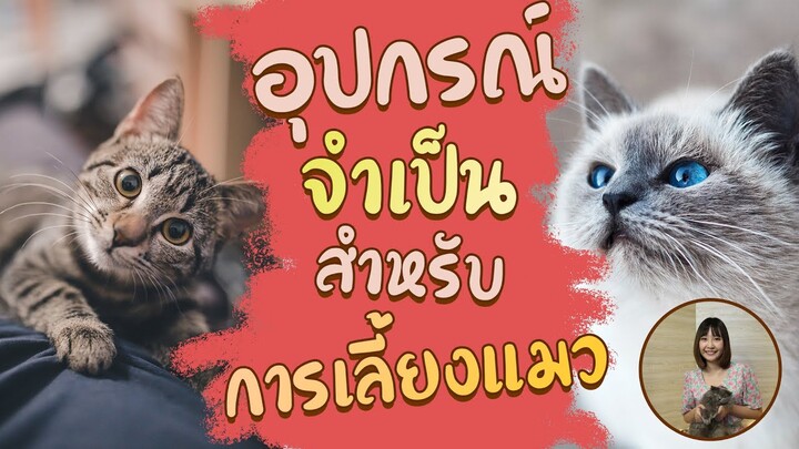 มือใหม่ต้องรู้... อุปกรณ์จำเป็นสำหรับการเลี้ยงแมว :EP23