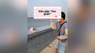 Fan Gấu xịn quá vậy ta. |Dc:      cat mèo voiceeffects fyp dcgr TikTokTet2022 Hello2022