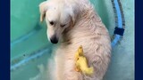 Golden Retriever Dog Loves His Duck and Replaces Its Mother