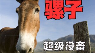We can eat donkey meat and horse meat, so why does almost no one eat mule meat?