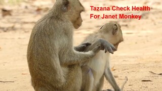 Tazana Monkey Love And Take Care Janet Monkey, Janet So Sad With Her Hands Still Swollen Hope Better