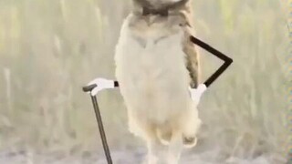 猫头鹰们真实的样子！