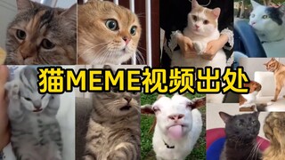 Sumber video asli meme kucing populer (Bagian 1)