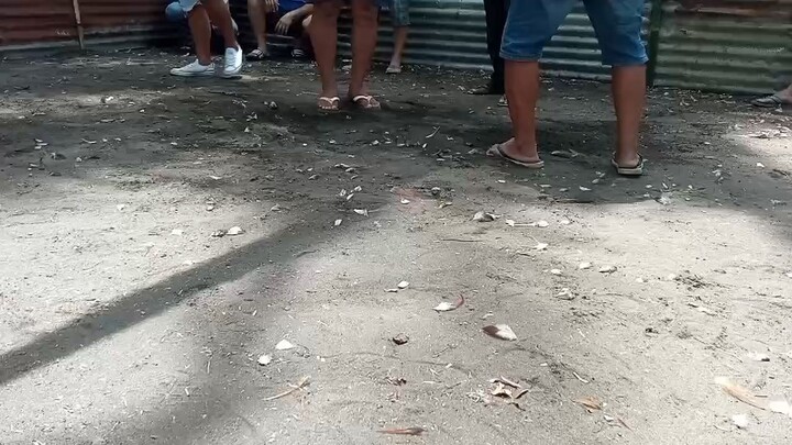 bisayang MANOK PULA..lose