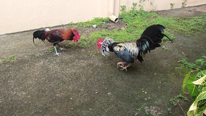 McLean Hatch VS Melsim Grey