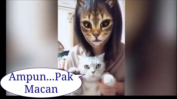 Dubbing Jowo 🙀 Kucing Koplak // TAHAN TAWA 10 menit