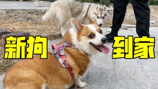 6岁柯基，全款买下一只哈士奇