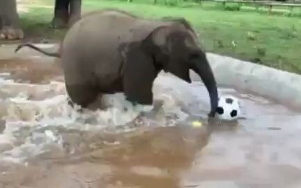 “Baskom besar” milik bayi gajah yang diselamatkan, Wan Mai, ada di sini!