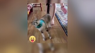 Pets can be so funny😂😂 Don’t forget to follow the boss😎 fyp foryou foryoupage viral dog funnyvideos funnypets funny