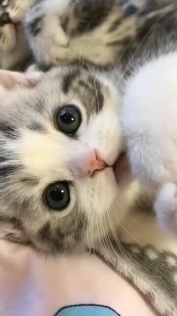 Your little milk cat is here!