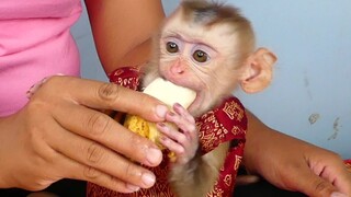 Babies Monkey Yummy!! My little boy Maki eating banana So lovely After play with mom