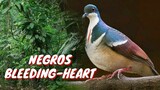 NEGROS BLEEDING-HEART | LUZON BLEEDING-HEART | BIRDS | Tenrou21