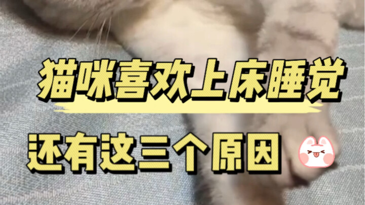Mèo thích lên giường ngủ, và đây là 3 lý do!