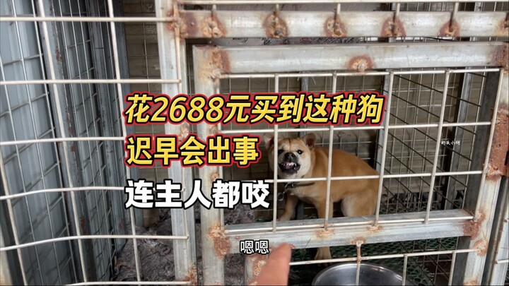 Young man spends 2,688 yuan on a vicious dog; it tries to bite anyone who gets close. What a huge lo