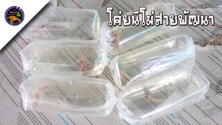 ปลากัดโค่ยนีโม่สายพัฒนาเตรียมย้ายบ้านสไตล์korattv