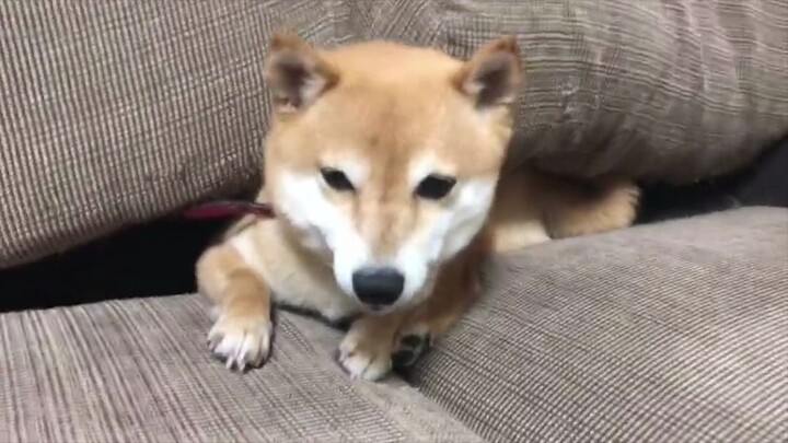 Sau siêu bão lớn ở Nhật Bản, chủ nhân về nhà muộn mới phát hiện chú chó A Chai trong nhà đã trốn vào