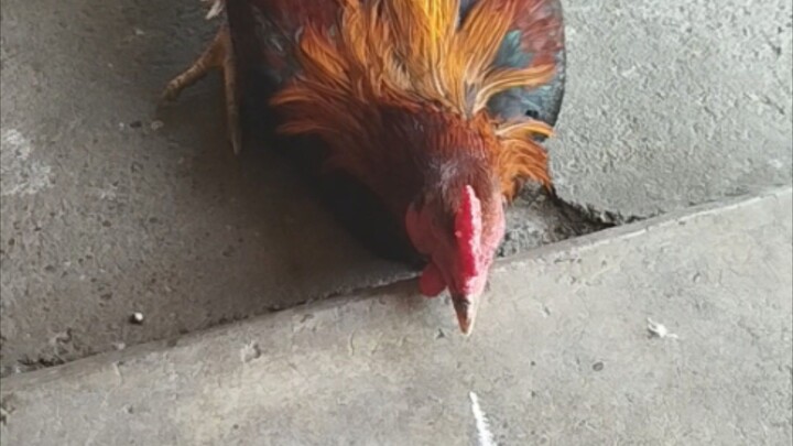 Tried the chicken Hypnosis line😉