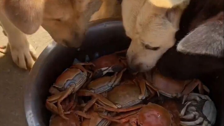 《Ngon miệng thích ăn》