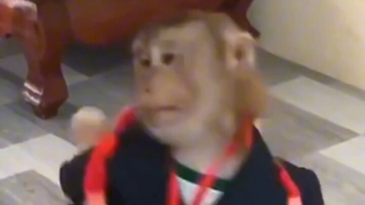 Even little monkeys get sad, you know?