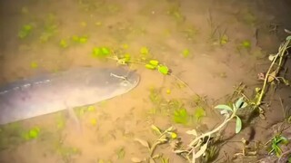 please like, coment and follow