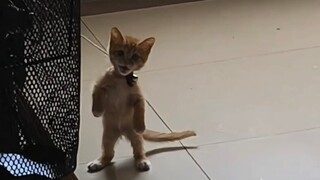 I just like this kind of sick cat haha ...