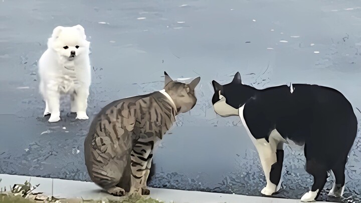 "Ini akibatnya kalau anjing ikut-ikutan meramaikan!"