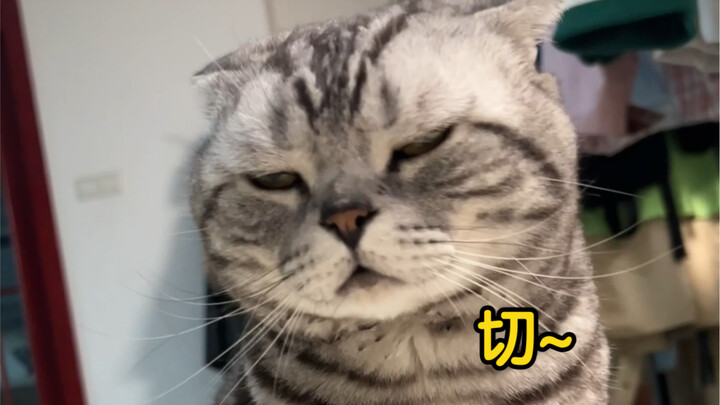 Đưa chuyện dạy mèo con vào giáo dục mà nói kiểu đó thì kỳ quá!!