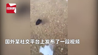 市民在积水路段看见一黑色物体游动 走近一看难以置信