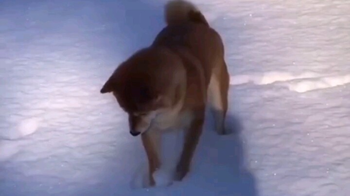 The dog playing in the snow is so cute. It kills me.