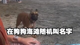 Bisakah Anda menemukan anak anjing dengan nama yang sama dengan memanggil namanya secara acak di pan