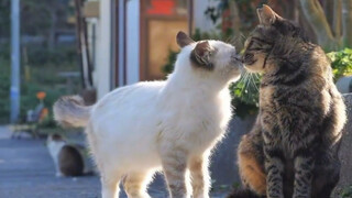 Do they find each other furry?