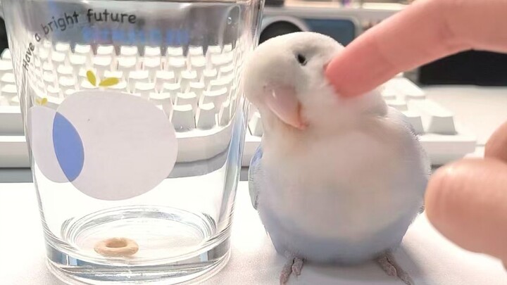 This little chick is super smart but way too cautious!