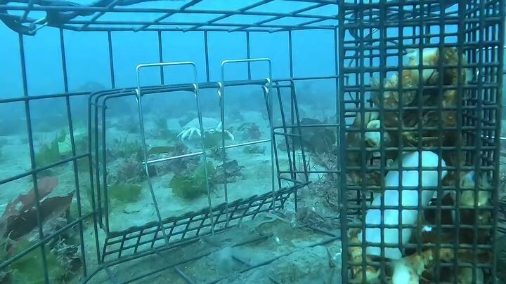 Deep sea 🌊