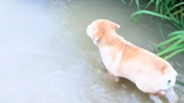 เดิมทีก็หมาลูกเดียวกัน พอฝนตกก็แยกย้ายกันไปตามทางของตัวเอง