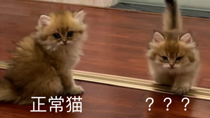 The Li Ronghao of the cat world???