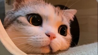 Cat: There's water in the water fountain, but I'm not drinking it. Eh, I'm just playing around!