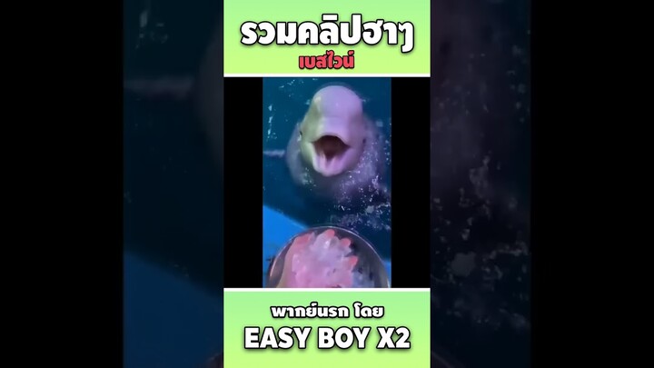 รวมคลิปฮา พากย์นรก #short #easyboy #คลิปฮา #เบสไวน์