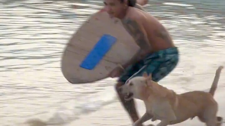 Surfing Puppy