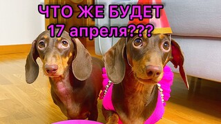 КУДА СОБИРАЮТСЯ ЧАПИТОСИКИ? Что за секретное мероприятие?😍