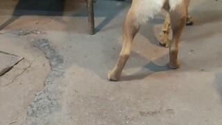 Memelihara anjing untuk mencegah penuaan