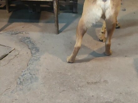 Keeping a dog to guard against old age