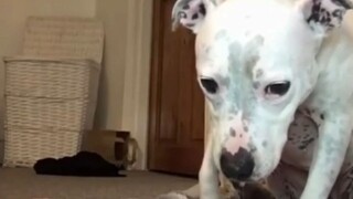 อย่าประเมินกำลังใจของเจ้าตูกลงไป: เจ้าของบอกว่าไม่กินก็จะไม่กินเด็ดขาด