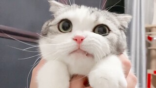 The kitten beat the camera and smiled evilly