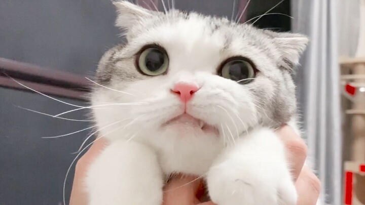 Anak kucing itu mengalahkan kamera dan tersenyum jahat